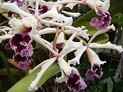 389 Longwood Gardens [2008 August 23]